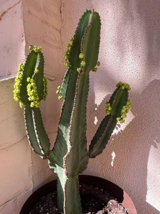 Casa Cactus Paraiso Parque Holandes Exterior photo